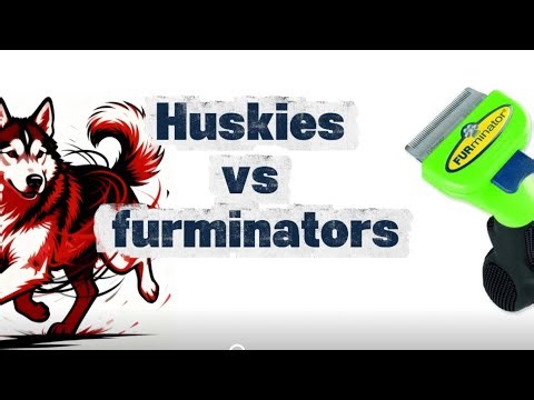 Small Furminator vs Big Furminator vs Husky Shedding Secrets & Grooming Tips