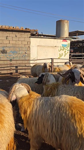 ‎عبدالله الطيب‎ on Instagram‎: "الكباش الشجيريه غاليه لو مناسبه #حقول #طلي #الثروه_الحيوانيه #ربط #جدايا #صخول #كبش #بقره #حولي #غزلان #خيل #حيوان #عنوز #ثور #عجول #ماعز #ثديات #مواشي #نِعاج #جبش #حيوانات #حصان #غنم #فرس #فحل #طليان #بقر #اغنام"‎