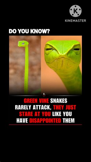 🐍 This snake won't bite you... but it WILL judge you. 👀💀
