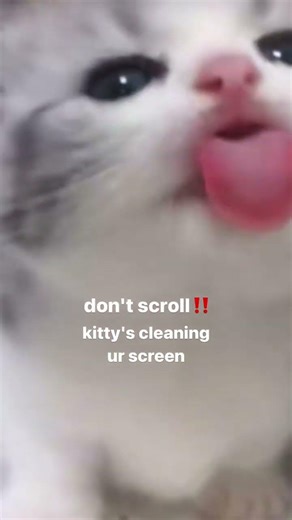 DONT SCROLL kitty is cleaning ur screen for free 😼