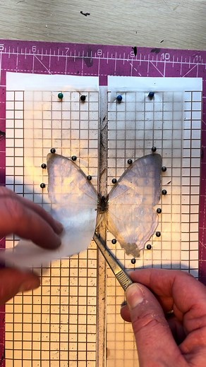 How to Pin a Morpho Sulkowskyi Butterfly