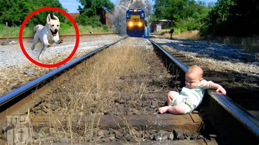 10 Incredible Animals That Saved Human Lives