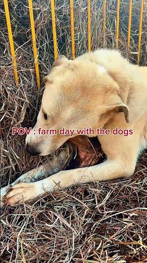 Farm Day Adventures with Dogs POV Experience #FarmLife #DogLovers