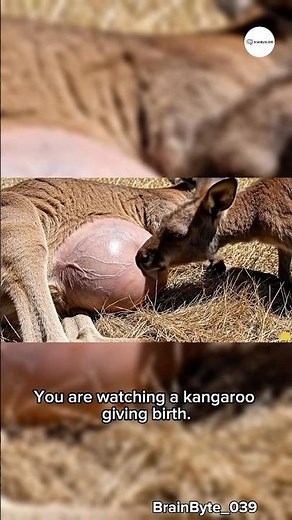 Kangaroo’s Miraculous Birth
