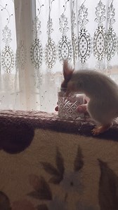 102K views · 1.7K reactions | Вже починає купатися) #animal #animals #funny #live #beautiful #masha #білка #животные #дикиеживотные #чудо #fan #білочка #маленький #squirrels #маша #squirrel #тварини #moments | Білочка Маша | Facebook