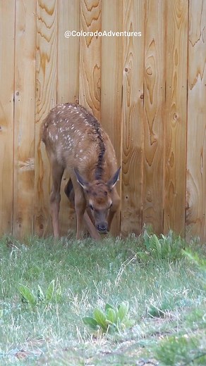 44K views · 800 reactions | Here's another video of the little elk calf from a couple of days ago. . . #babyelk #elkcalf #elk #wildlifeaddicts #coloradoadventures #wildlifevideos #coloradowildlife #Colorado #wildlife #babyanimals | Colorado Adventures | Facebook