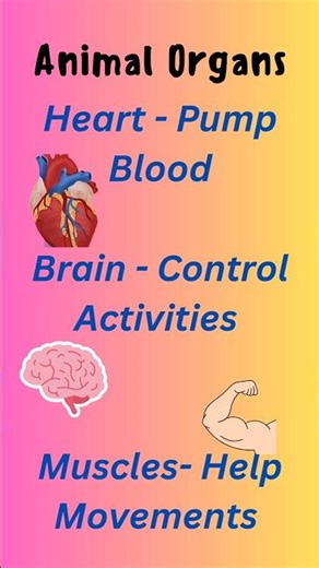 Organs Explained| Year 7 Science