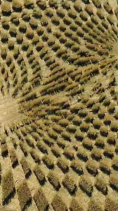 278K views · 5.9K reactions | Radiation in Crop Circles HELPS Plants Grow?! #ancientaliens | Ancient Aliens | Facebook