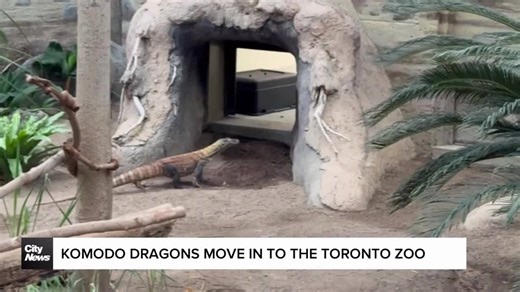Komodo Dragons move in to the Toronto Zoo