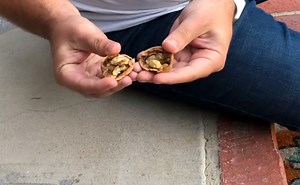 How to open a walnut with your bare hands