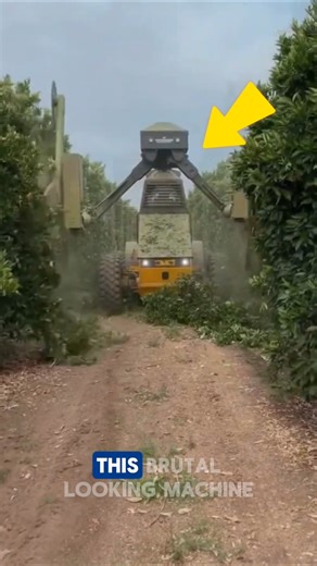 How to quickly trim trees