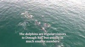 A pod of some 50 dolphins has been swimming in deserted seas off Achill Island... Video: Seán Molloy | Irish Independent Travel