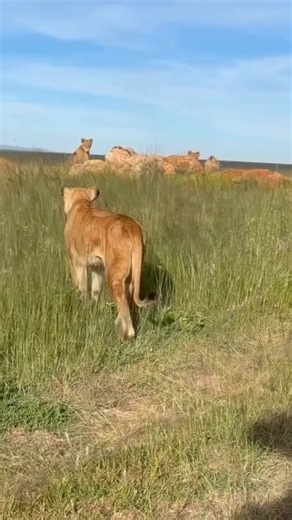In the wild, love never really fades it just grows stronger. Look at this powerful moment adult lion returning to its mother, suddenly rising with joy and rushing toward her. The strength of a grown predator disappears for a second, replaced by pure emotion and recognition. They meet with body contact rubbing, leaning, holding close. It feels like a hug in the language of the wild. Even though they look fully grown and independent, deep inside they are still her cubs. That bond doesn’t break wit
