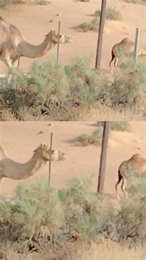 Ottakangal vari vari variyah #like #love #camel #desert