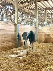 85K views · 3K reactions | Welcome to the world baby draft horse!! A...