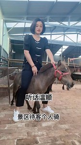 #德保矮马 #设特兰矮马 #回收骑乘大马和小矮马 #美女驯马 #推广马术运动