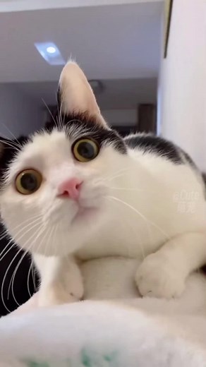 ‏cute cat completion😺 #fyp #cute #cat #completion #catsoftiktok