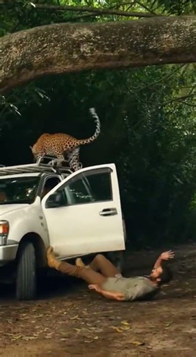 🐆 JUNGLE ATTACK: Leopard Drags Victim into Undergrowth! 🖤🚨【驚愕】豹の暗殺術！男性を捕らえ、トゲのある茂みへ消える