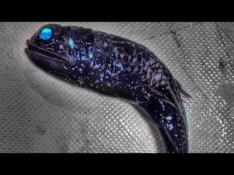 The Snaggletooth Fish: Monster of the Deep Dark Ocean