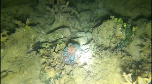 Orange Octopus 🐙 | Negros LIFE