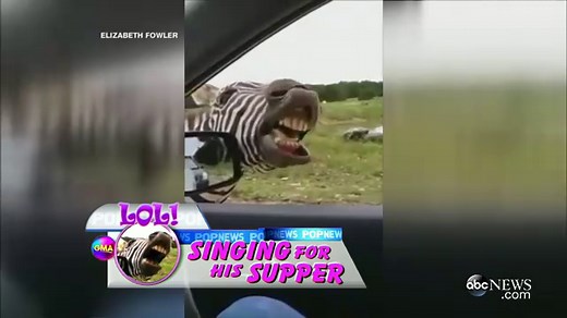 'Singing' Zebra Goes Viral