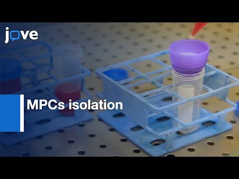 MPCs isolation from Bone marrow | Protocol Preview