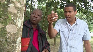 Rubber: From trees to wheels