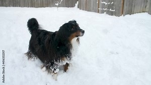 full body, miniature Australian Shepherd dog wagging tail in attention