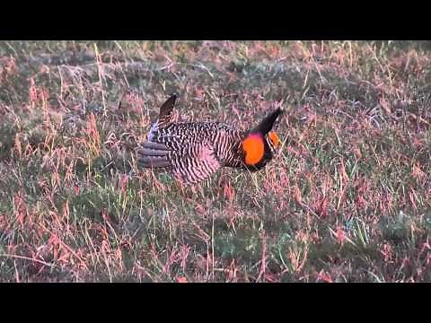 Greater Prairie-Chicken Courtship Display