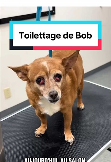 Toilettage d'un chien aux yeux rouges