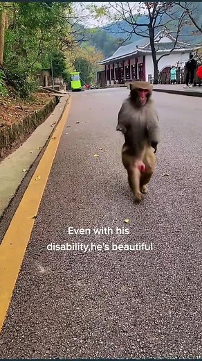 Beautiful Handicapped Monkey Video