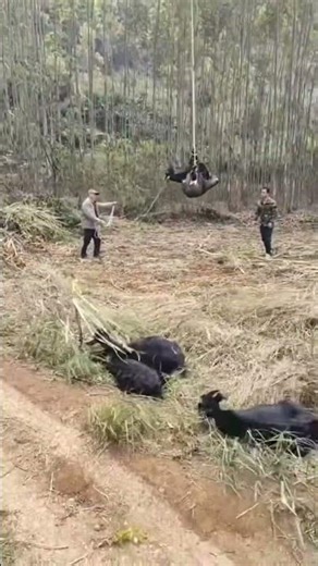 From ground to sky: Transporting black goats by drone