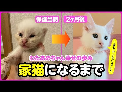 【感動】目が開いていない200gのボロボロの子猫が、幸せな家猫になるまでの2ヵ月間【子猫保護 まとめ】