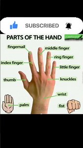 parts of hand||Finger Names in English #short