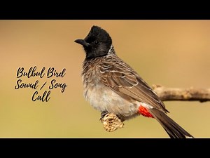 Bulbul Sound Song Call / Bulbul Bird Song / Bulbul Bird Sound / Bulbul Bird Call / Bulbul Voice