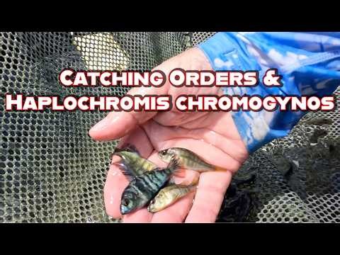 African Cichlid Farm - Catching Orders and Checking in on the Frontosa!