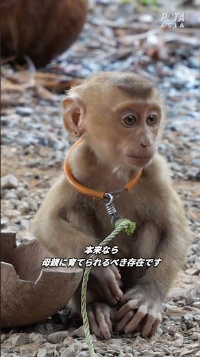 タイのココナッツ産業で母親から引き離され、短いロープにつながれた赤ちゃん猿たち