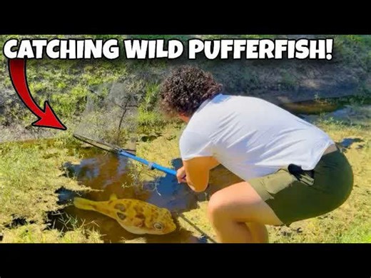 New discovery: Finding pufferfish where no one expected