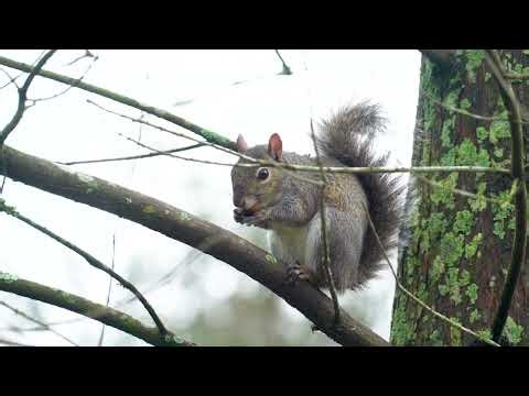 Street Jazz Band Performance in New Orleans French Quarter!!!!‪@FilmArtStockFootage‬