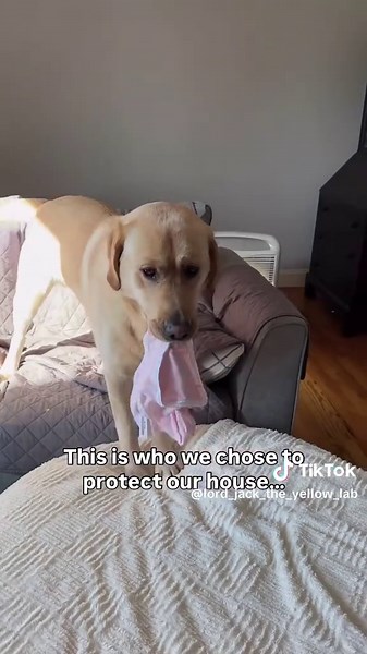 Yellow Lab Caught as Laundry Thief at Home