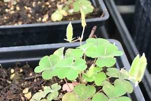 How to identify and manage yellow woodsorrel in nurseries and greenhouses