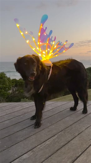 Chris Brown on Instagram: "It’s a Christmas miracle. Or…it will be, if I can just solve ‘that’ one small problem at the end 🎄 😇 🐕‍🦺"