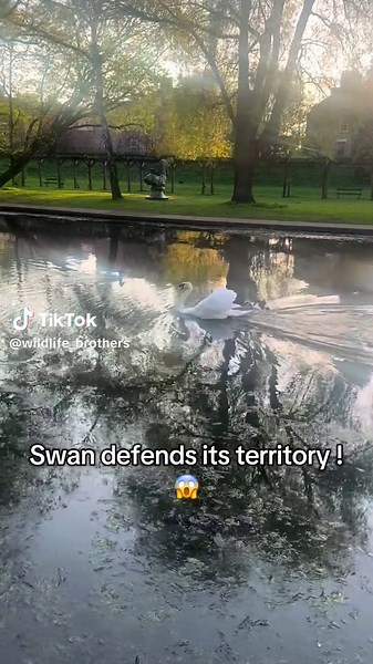 Swan attacks geese and defends its territory 🪹🙌#swan #swandefendsterritory #geese #swanattack #intense #wildlife #nature #fyp #bird #for