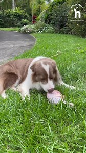 🐾‼️ For those of you who are still afraid or insure to feed raw bones to your dog. #rawbones #barf #bonesfordogs here is a link to a chart and a detailed article https://peterdobias.com/blogs/blog/16688340-what-bones-are-good-for-dogs Thanks for sharing! ❤️🙏🐶 | Dr. Peter Dobias