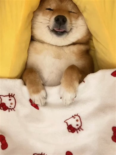 犬と風景動画で癒しの時間