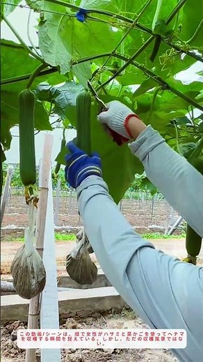 ヒモと重りで真っ直ぐ！絶品ヘチマの育て方 FarmLife🥬👇