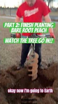 Bareroot EarliTreat Peach Planting – Part 2