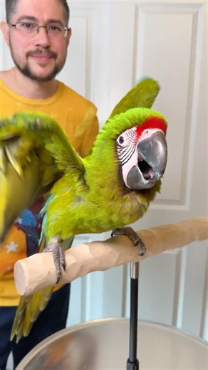 Why Does This Macaw Scream Like That?