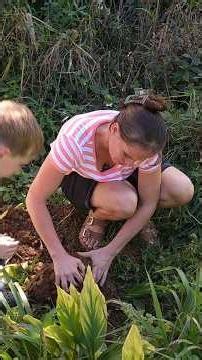 We're harvesting tumeric today #offgridliving #homesteading #growyourownfood