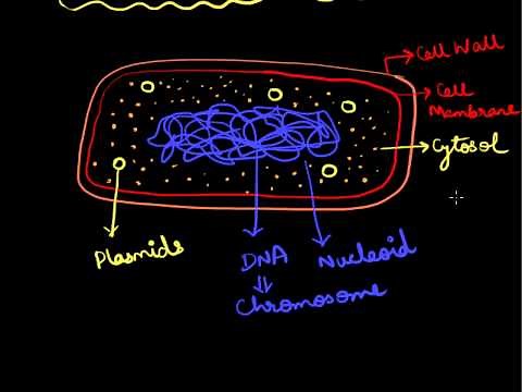 How to Draw a Bacterial Cell